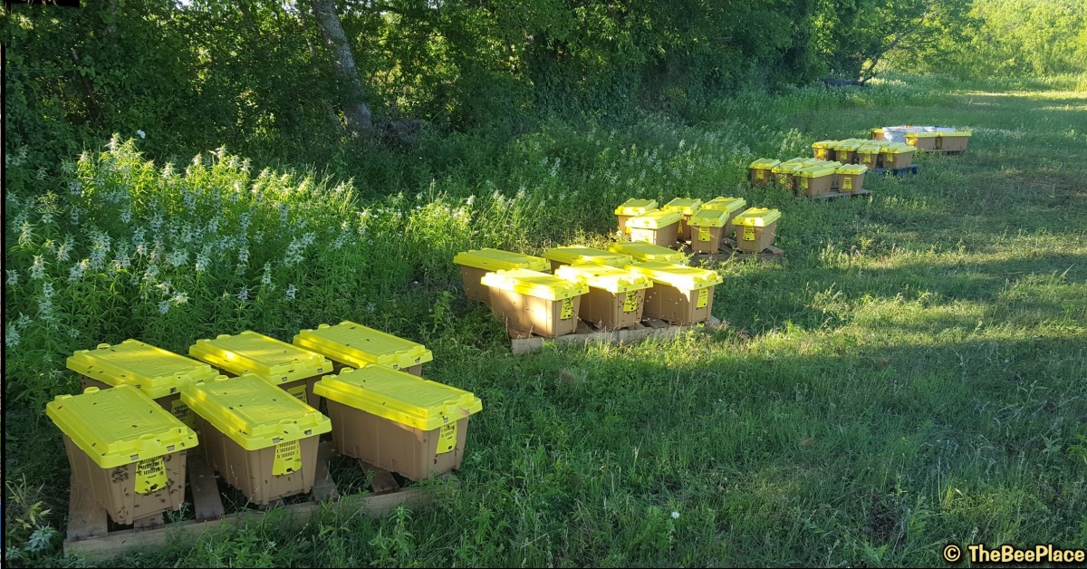 Honey bee nuc frames ready for pickup