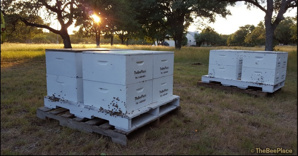 Bee hives and beekeeping equipment