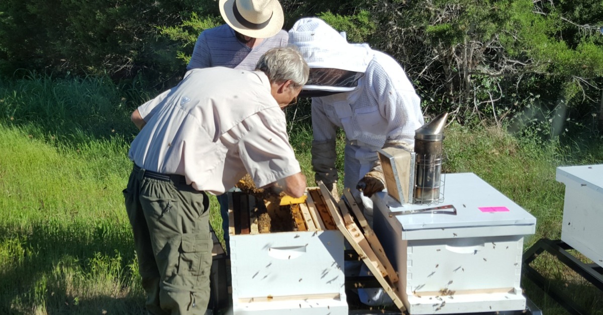 Pollination hives used for agricultural valuation