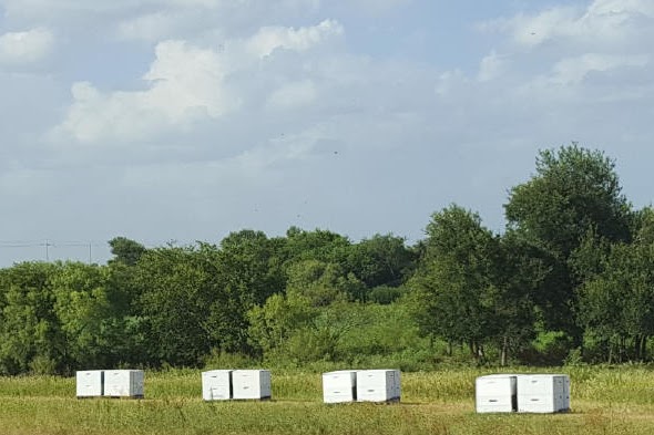 Bee hives positioned for land use compliance